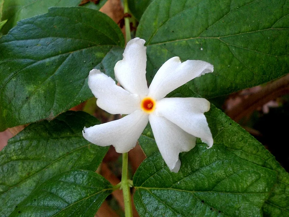 Night Jasmine Flower — botanical anatomy illustration
