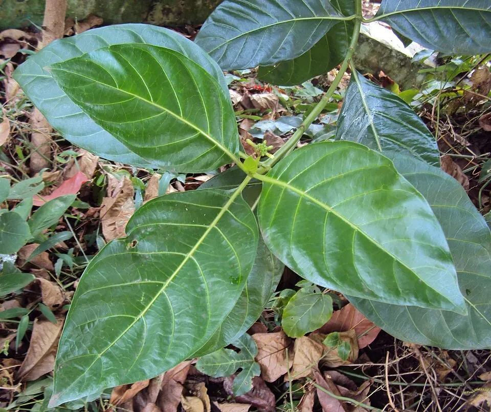 Noni Leaf — botanical anatomy illustration