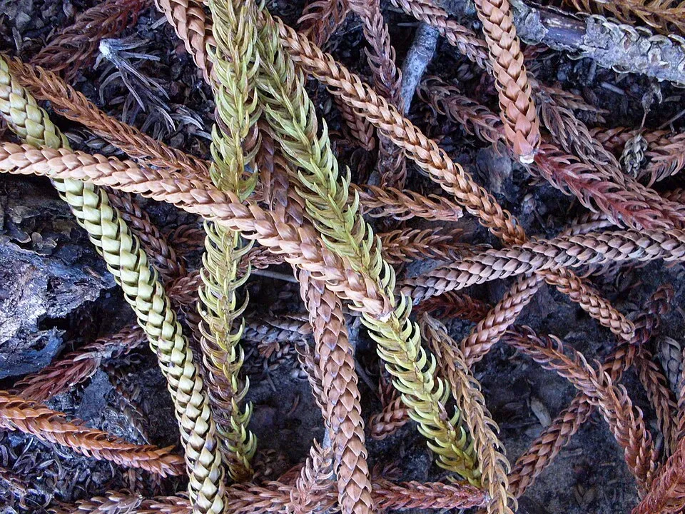 Norfolk Island Pine Leaf — botanical anatomy illustration