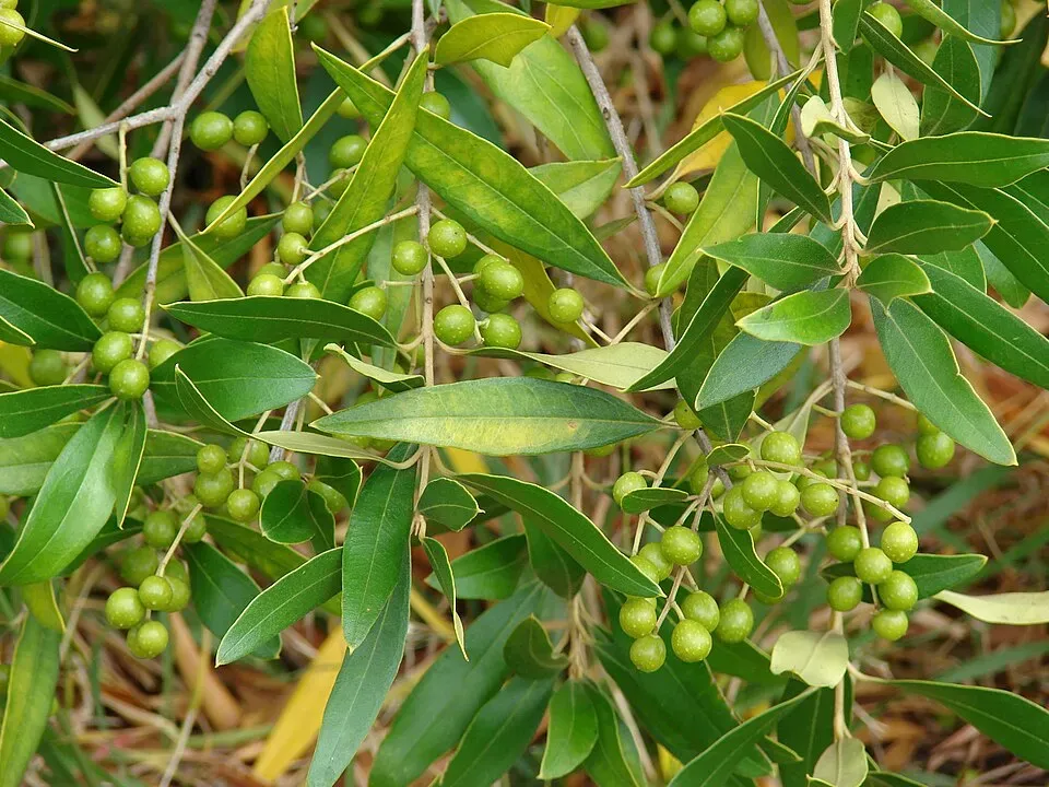 Olive Oil Plant Leaf — botanical anatomy illustration
