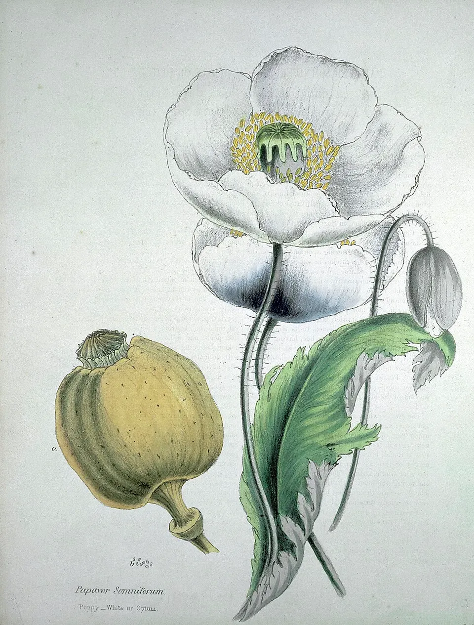 Opium Poppy Flower — botanical anatomy illustration