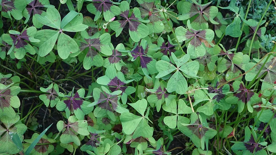 Oxalis Iron Cross Leaf — botanical anatomy illustration