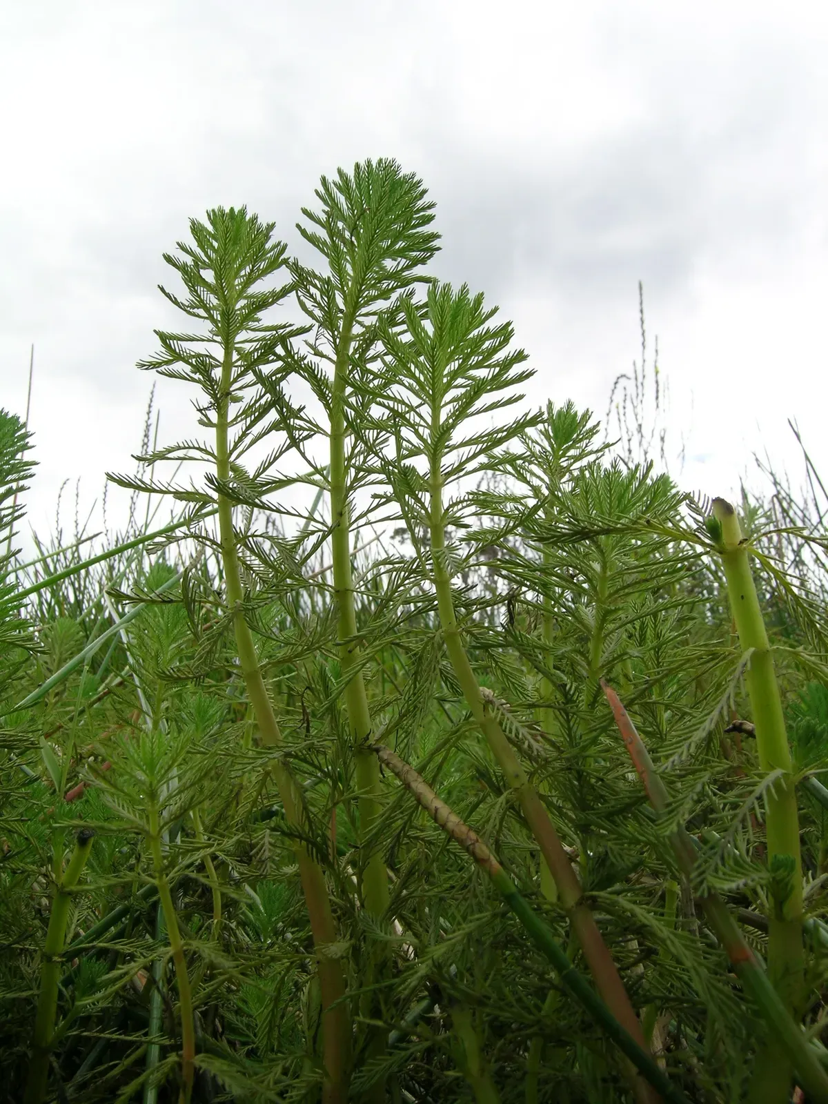 Parrot Feather Bark & Stem — botanical anatomy illustration
