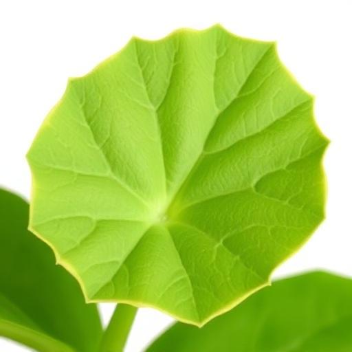 Patharkuchi Leaf — botanical anatomy illustration