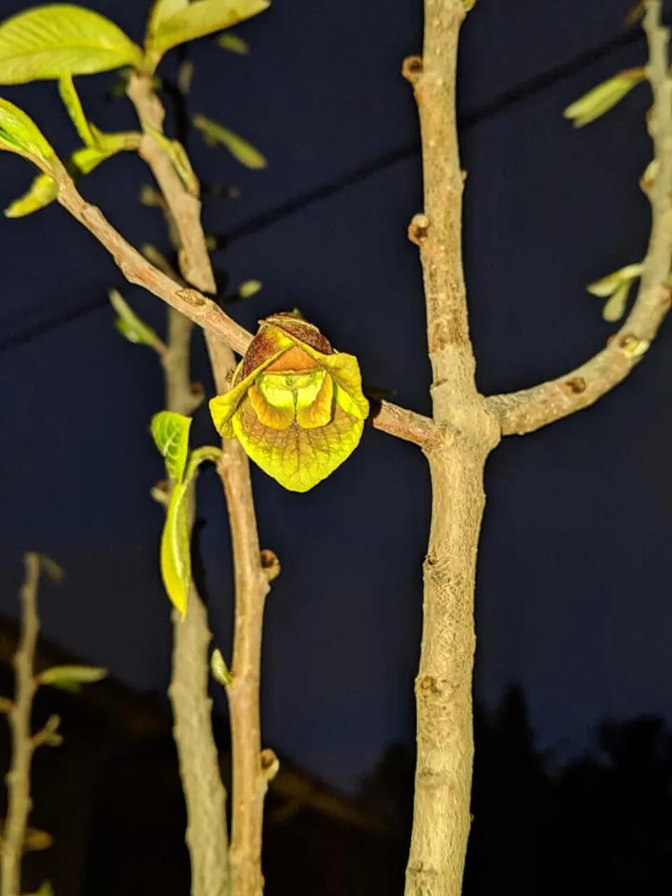 Pawpaw Flower — botanical anatomy illustration