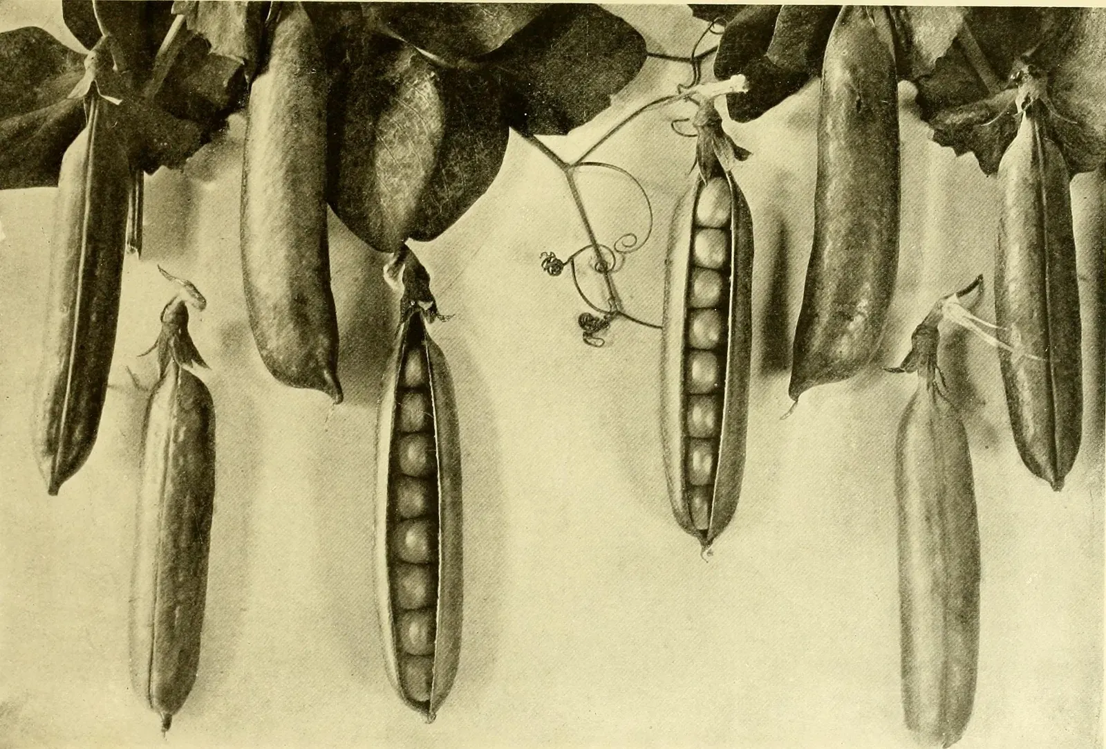 Pisum Sativum Ornamental Flower — botanical anatomy illustration
