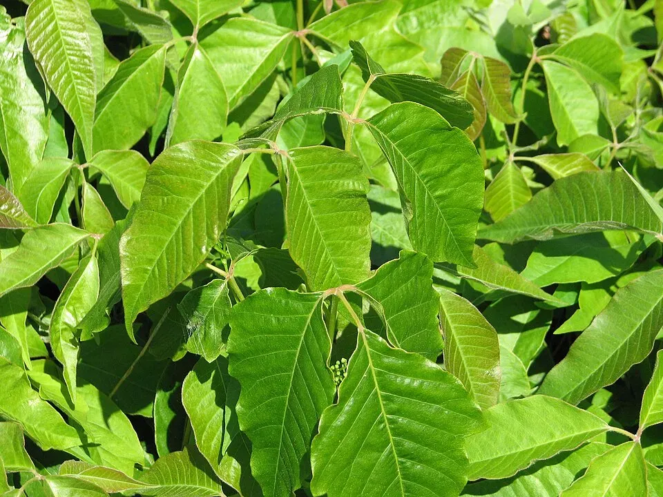 Poison Ivy Leaf — botanical anatomy illustration
