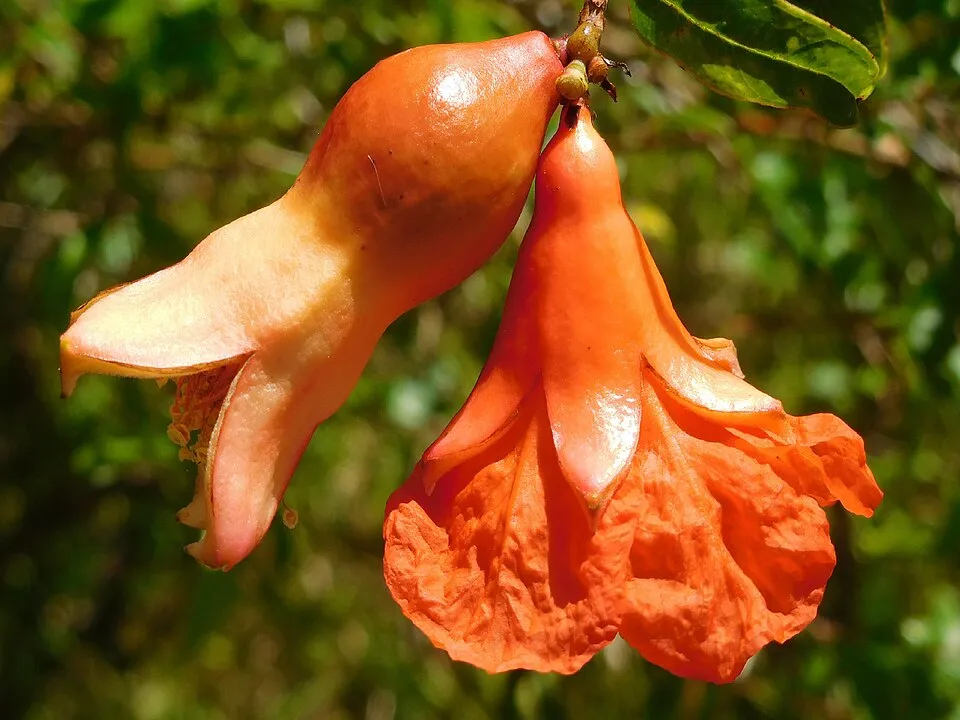 Pomegranate Flower — botanical anatomy illustration
