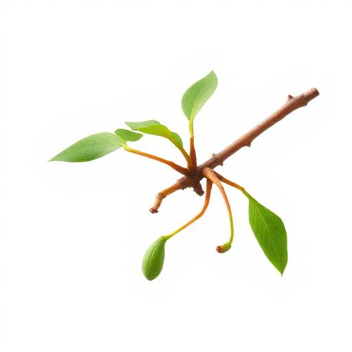 Punarnava Bark & Stem — botanical anatomy illustration