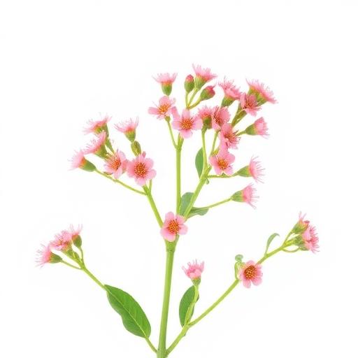 Punarnava Flower — botanical anatomy illustration