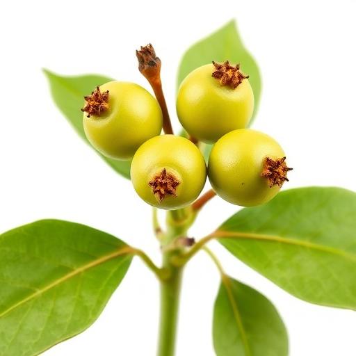 Punarnava Fruit — botanical anatomy illustration