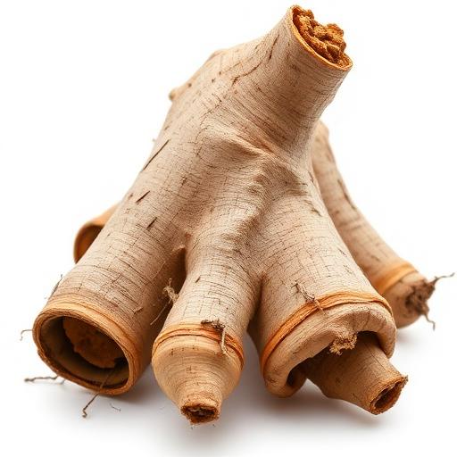 Punarnava Root System — botanical anatomy illustration