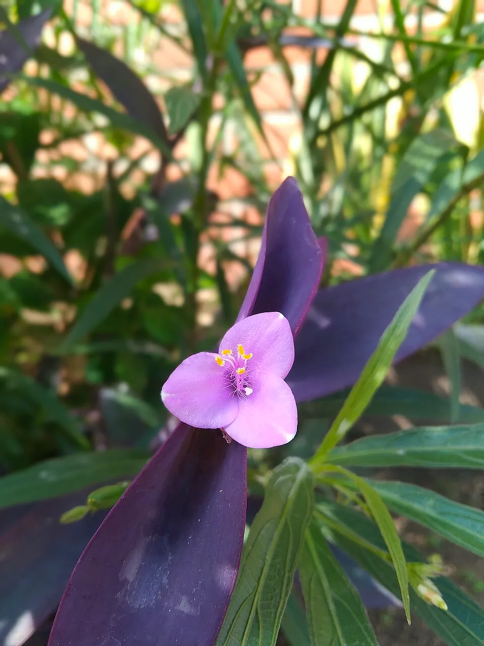 Purple Heart Flower — botanical anatomy illustration