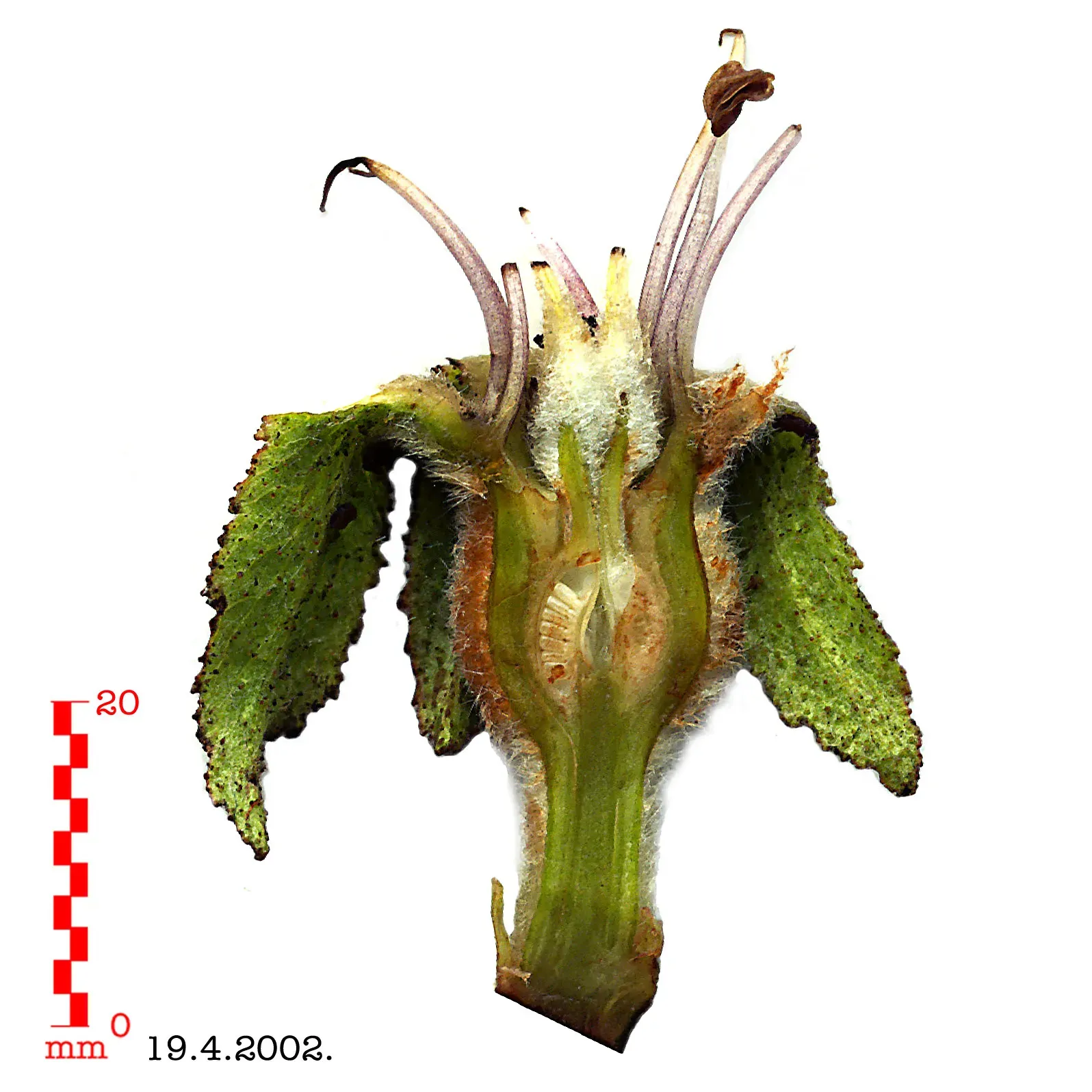 Quince Flower — botanical anatomy illustration