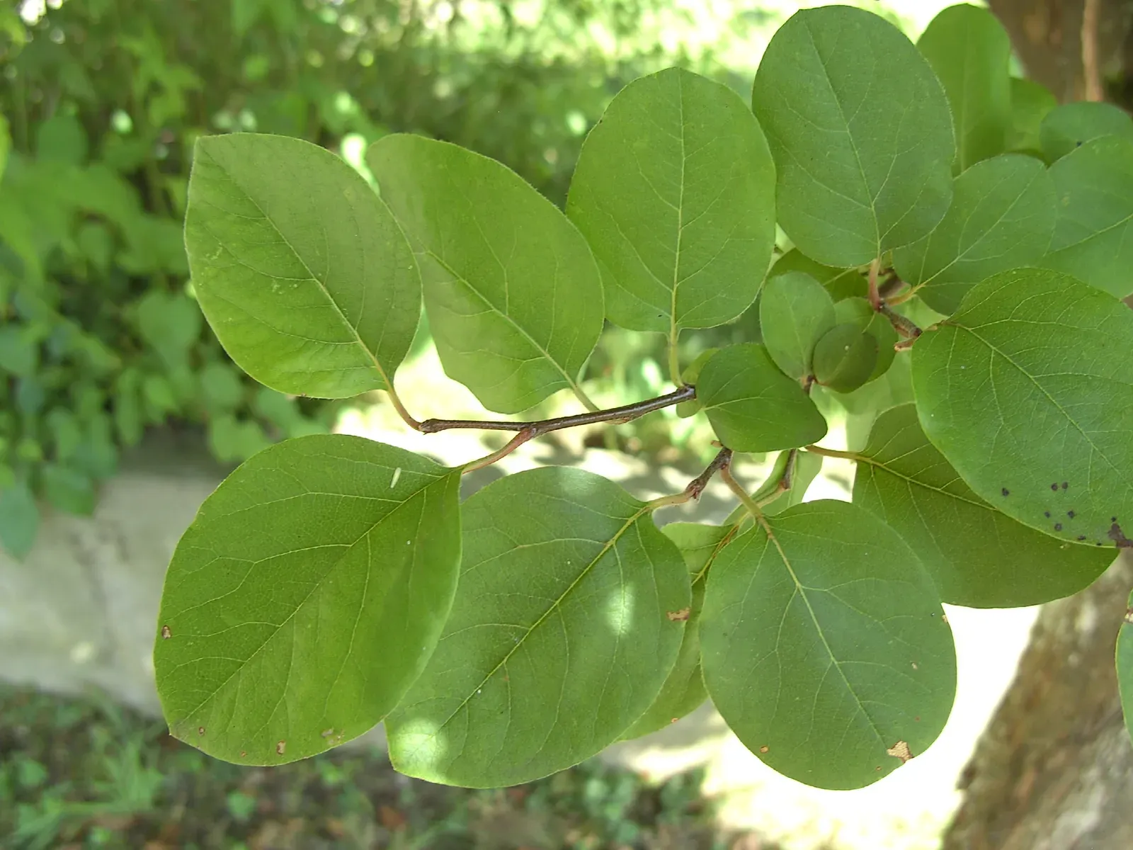Quince Leaf — botanical anatomy illustration