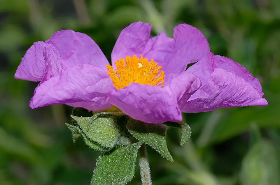 Rock Rose Flower — botanical anatomy illustration