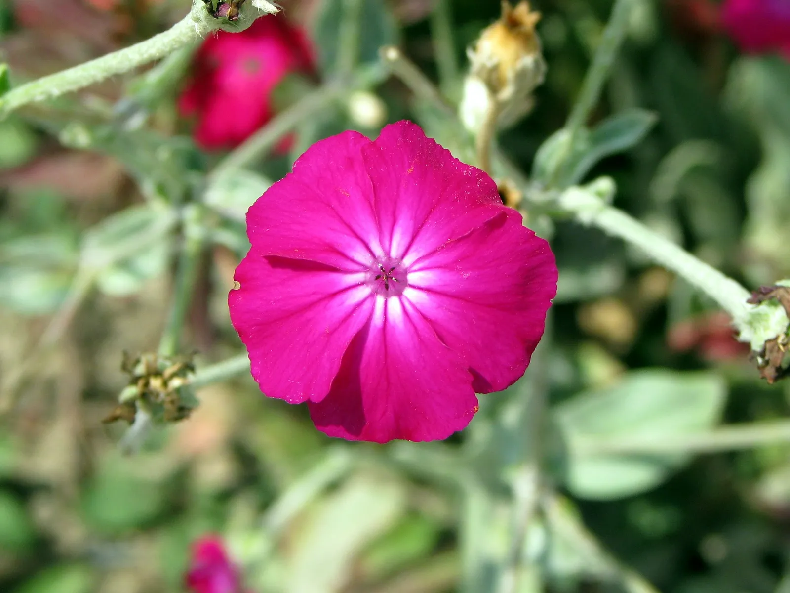 Rose Campion Flower — botanical anatomy illustration