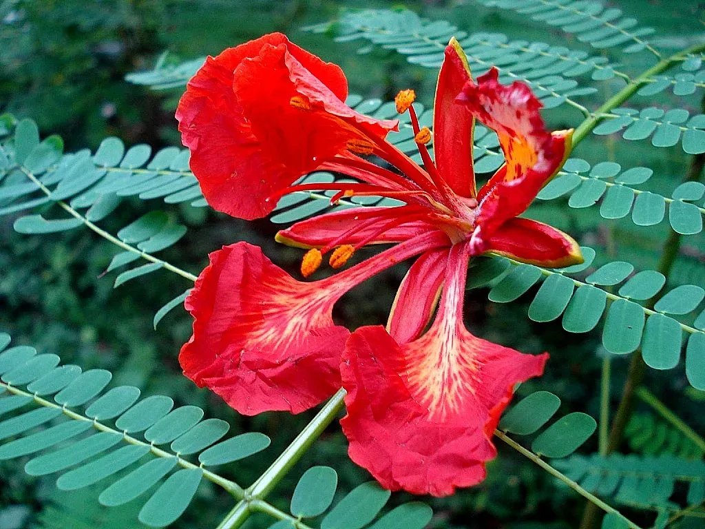 Royal Poinciana Flower — botanical anatomy illustration