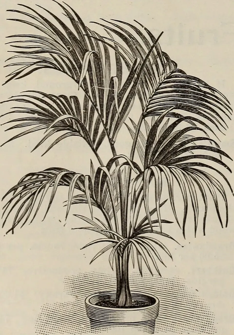 Rubber Tree Baby Root System — botanical anatomy illustration