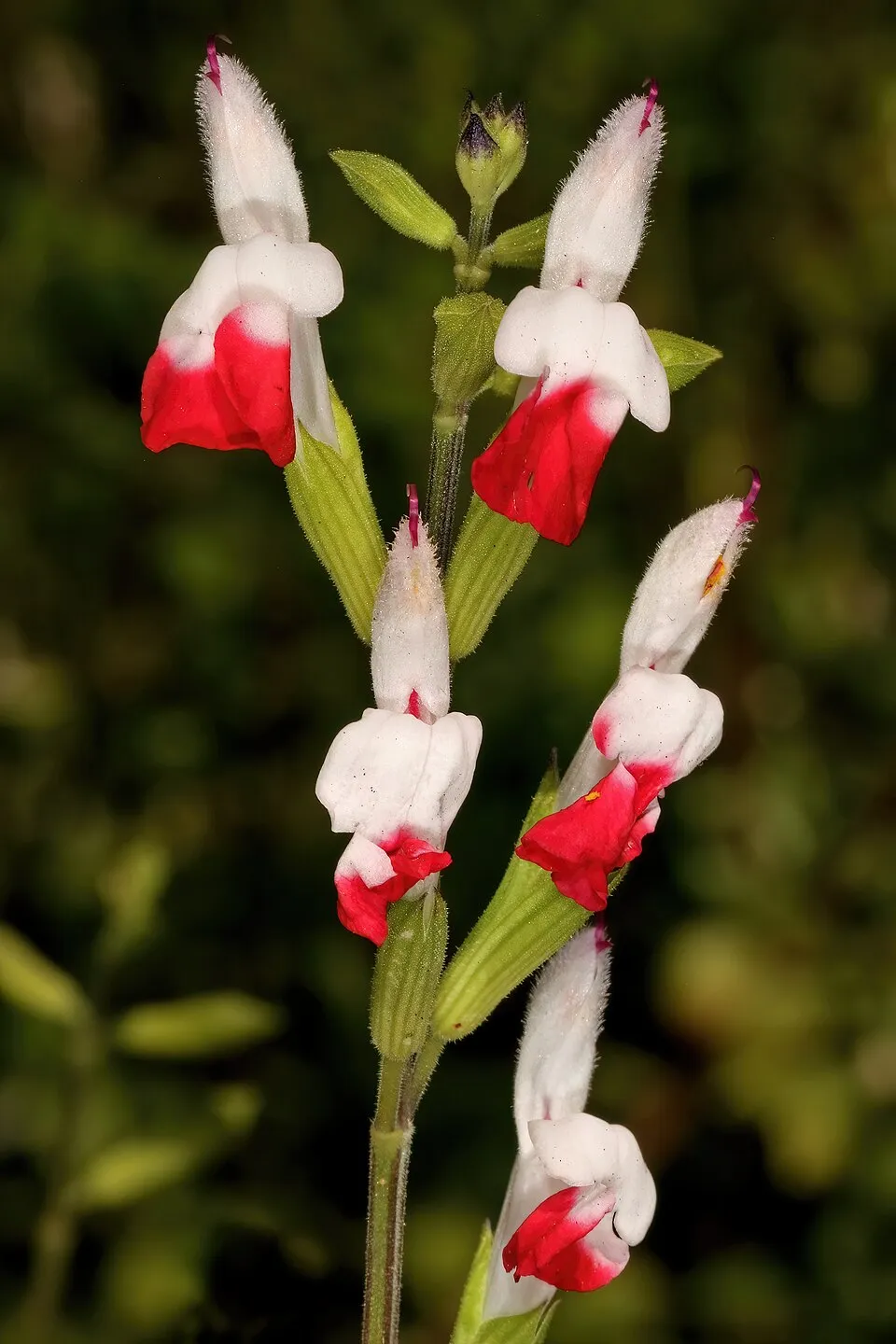 Salvia Hot Lips Flower — botanical anatomy illustration