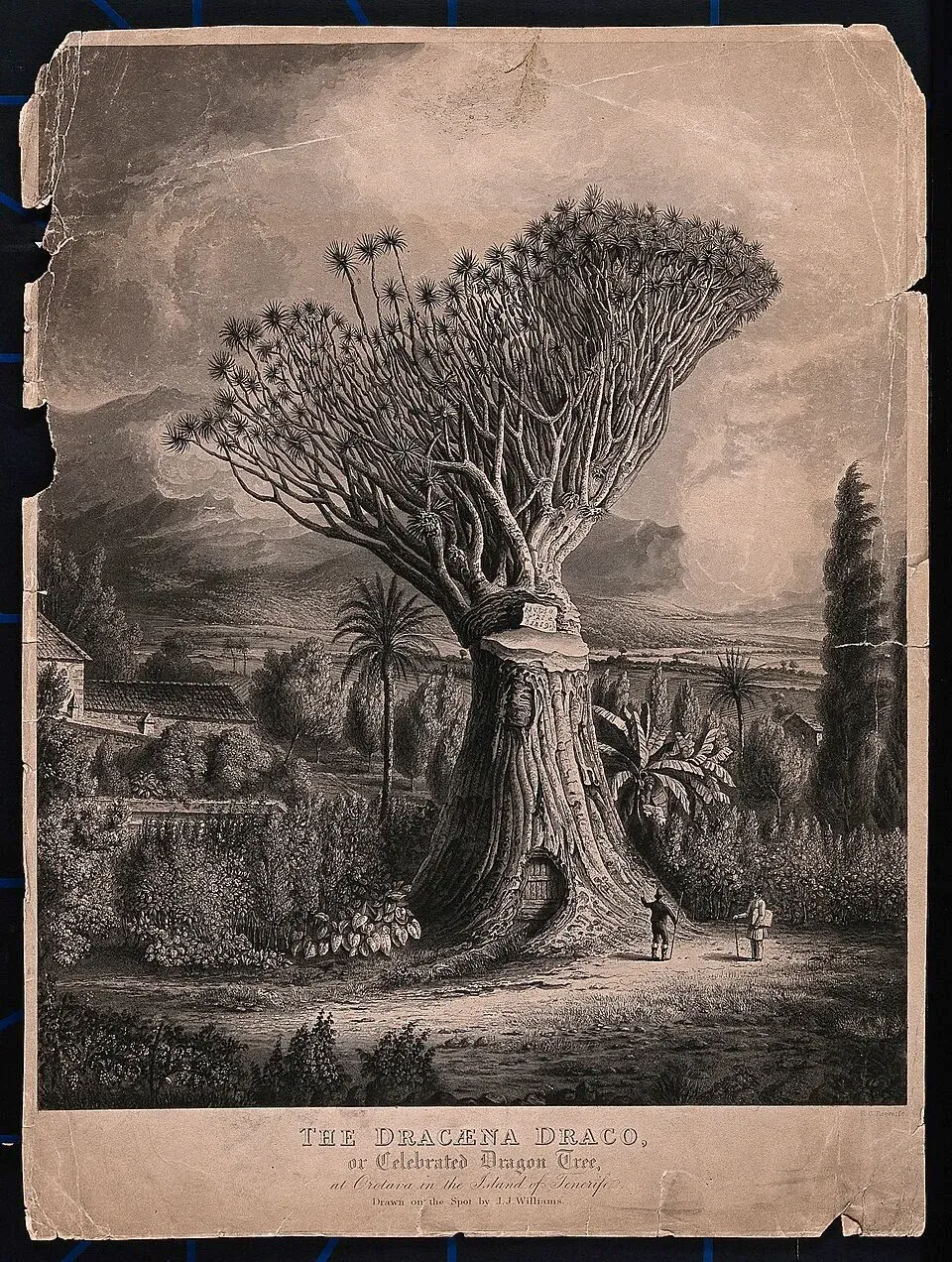 Sangre de Grado Bark & Stem — botanical anatomy illustration