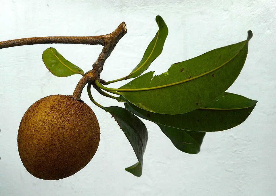 Sapodilla Leaf — botanical anatomy illustration