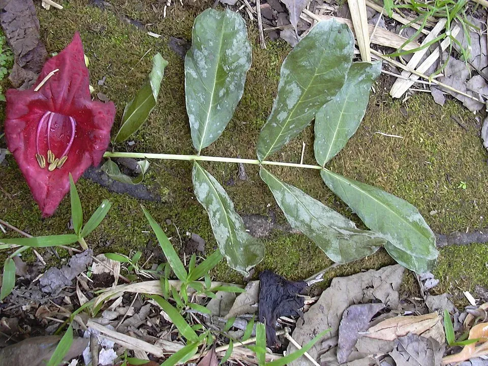 Sausage Tree Flower — botanical anatomy illustration