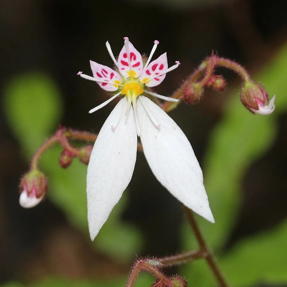 Saxifraga Stolonifera Flower — botanical anatomy illustration