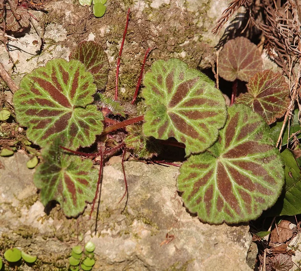 Saxifraga Stolonifera Leaf — botanical anatomy illustration