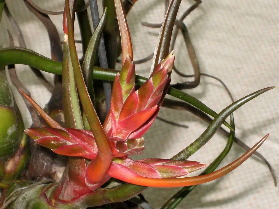 Seleriana Air Plant Flower — botanical anatomy illustration