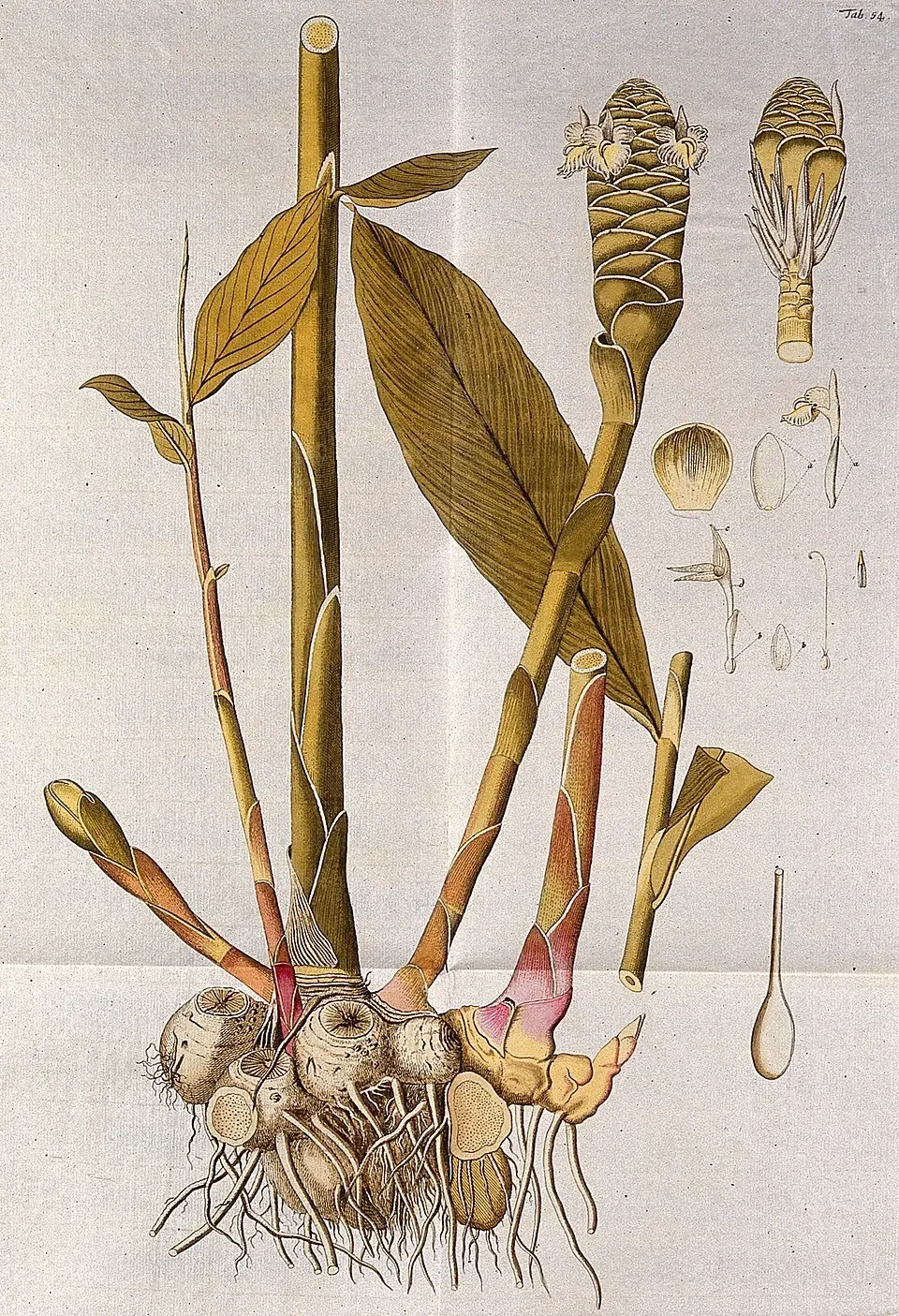 Shampoo Ginger Flower — botanical anatomy illustration