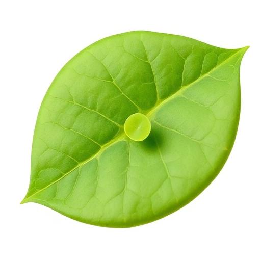 Shankhpushpi Leaf — botanical anatomy illustration