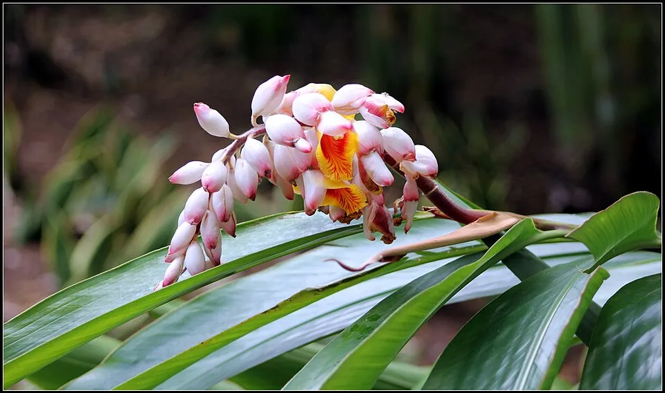 Shell Ginger Flower — botanical anatomy illustration