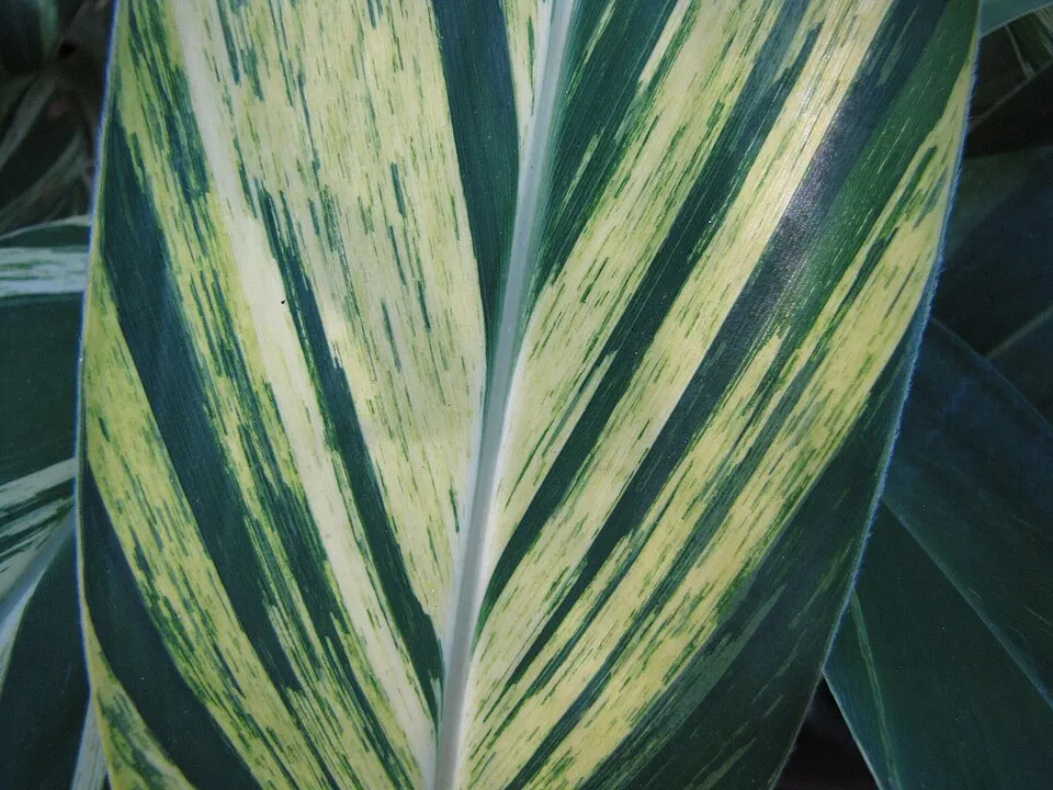 Shell Ginger Leaf — botanical anatomy illustration