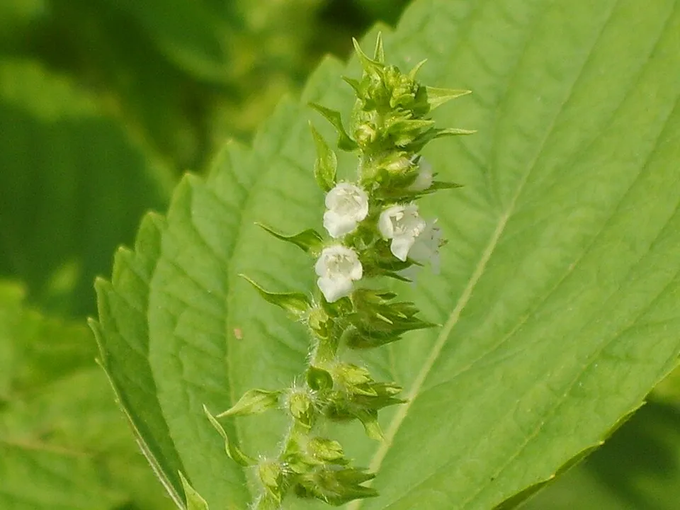 Shiso Flower — botanical anatomy illustration