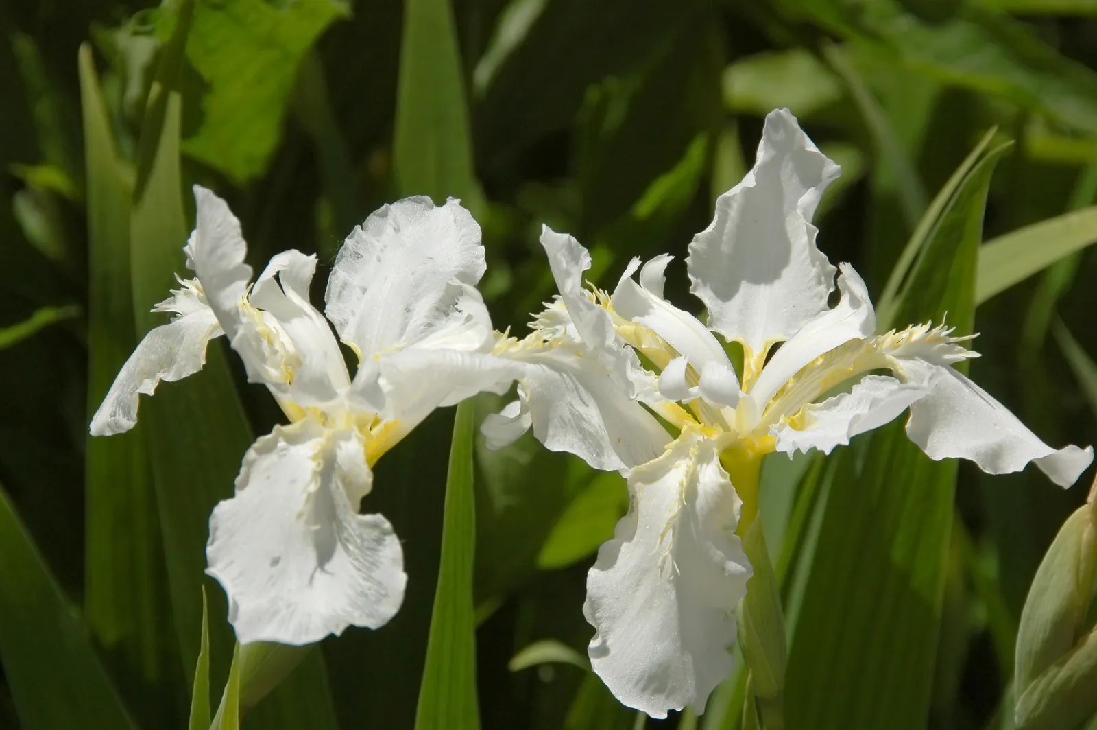 Siberian Iris Flower — botanical anatomy illustration