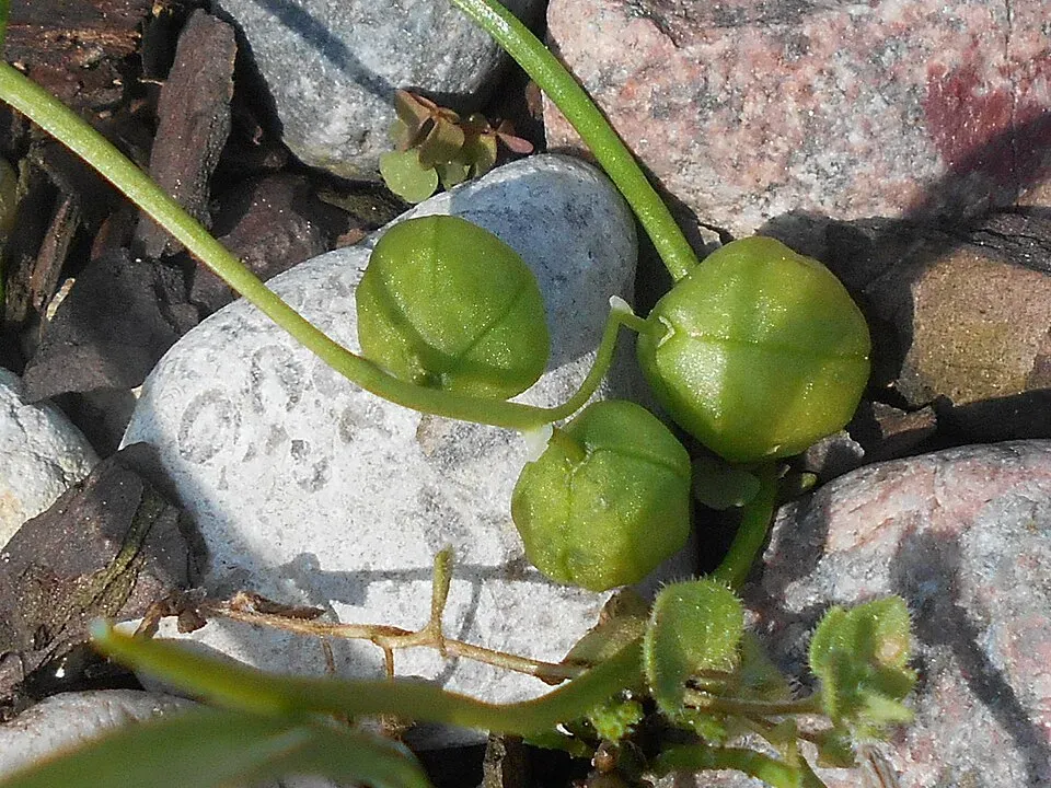 Siberian Squill Fruit — botanical anatomy illustration