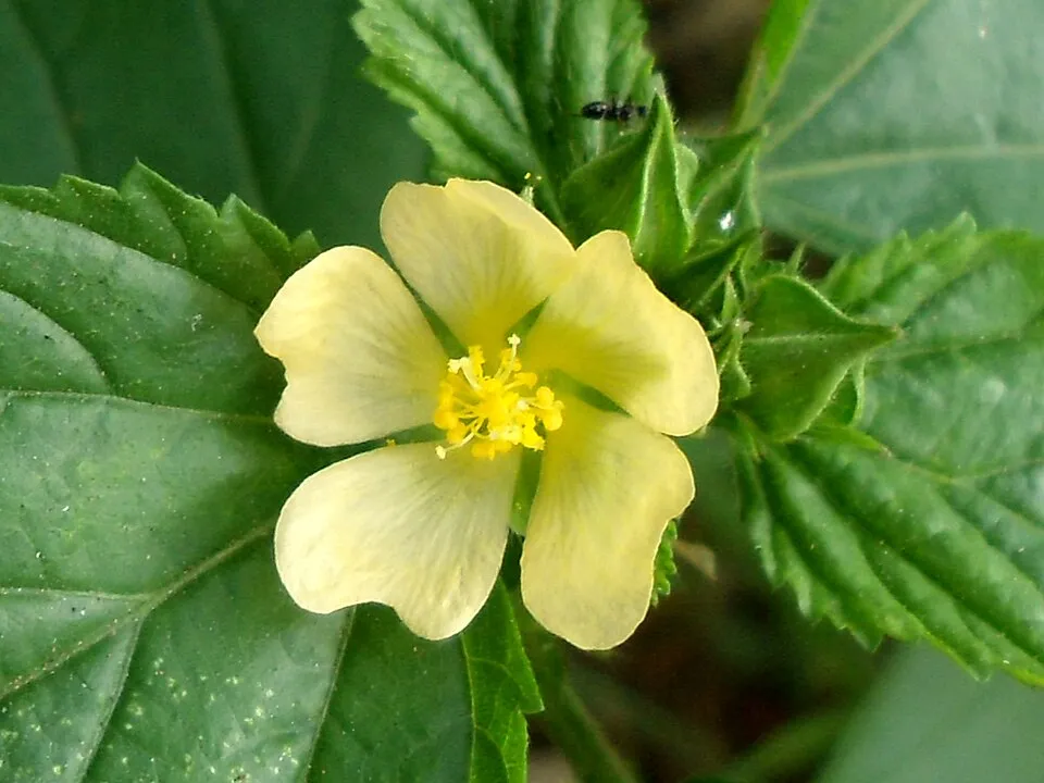 Sida Rhombifolia Flower — botanical anatomy illustration