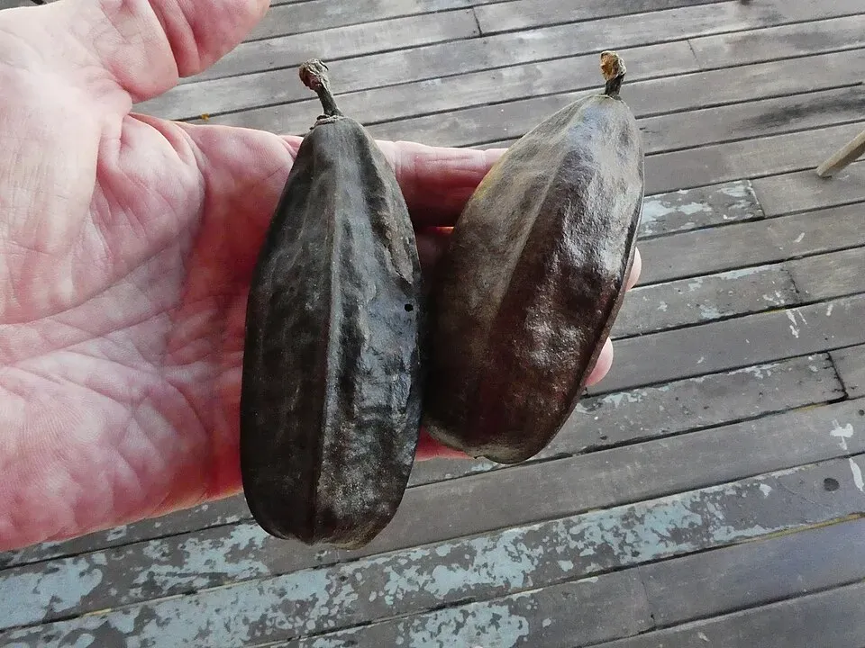 Silk Cotton Tree Fruit — botanical anatomy illustration