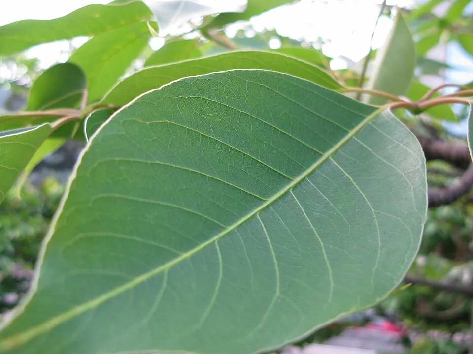 Silk Cotton Tree Leaf — botanical anatomy illustration