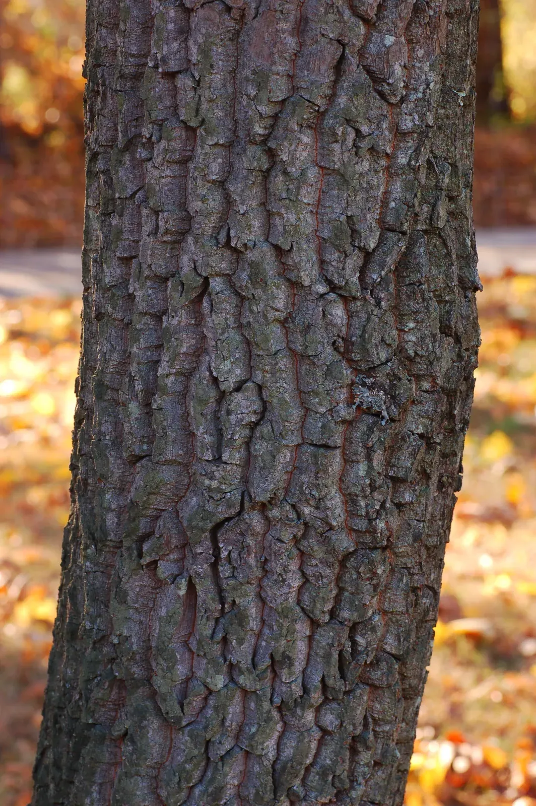 Sourwood Bark & Stem — botanical anatomy illustration