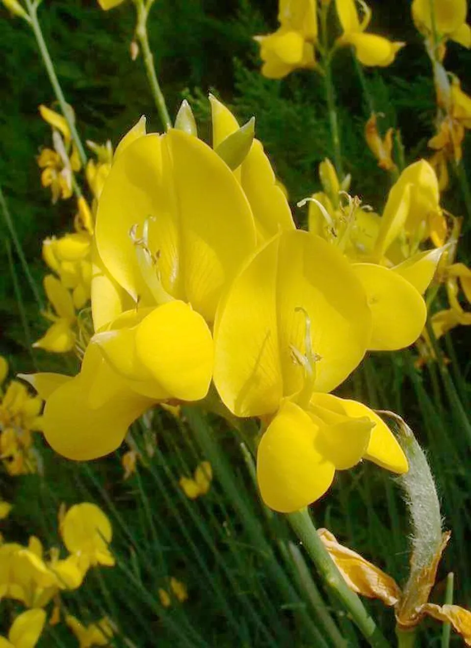 Spanish Broom Flower — botanical anatomy illustration