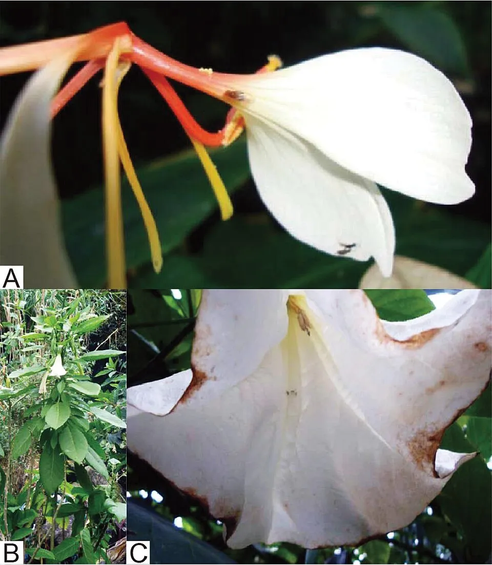 Spiked Ginger Lily Flower — botanical anatomy illustration