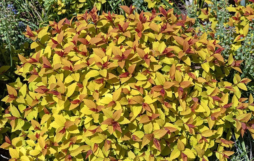 Spiraea Goldflame Leaf — botanical anatomy illustration