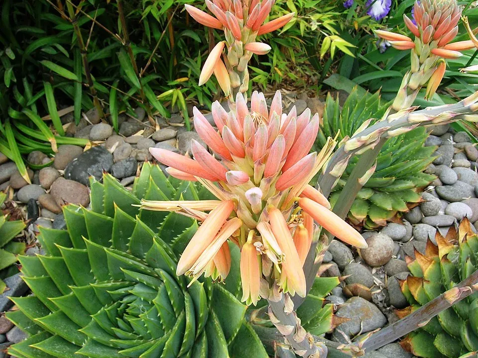 Spiral Aloe Flower — botanical anatomy illustration