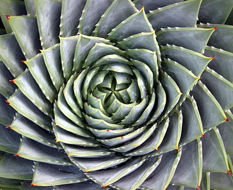 Spiral Aloe Leaf — botanical anatomy illustration