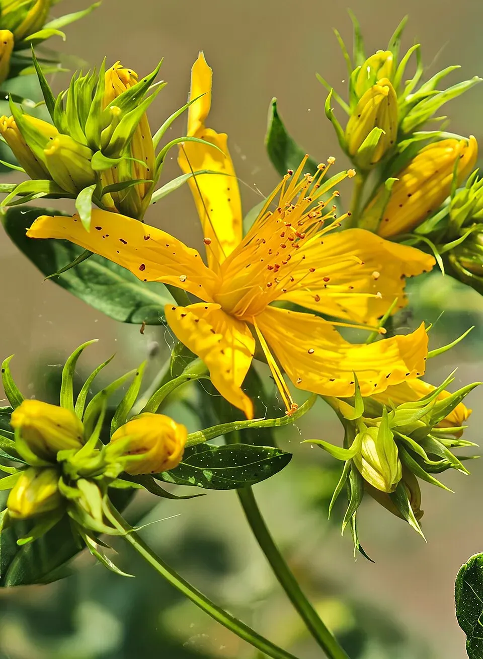St. John's Wort Flower — botanical anatomy illustration