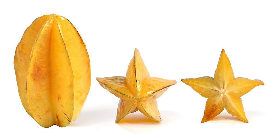 Star Fruit Fruit — botanical anatomy illustration