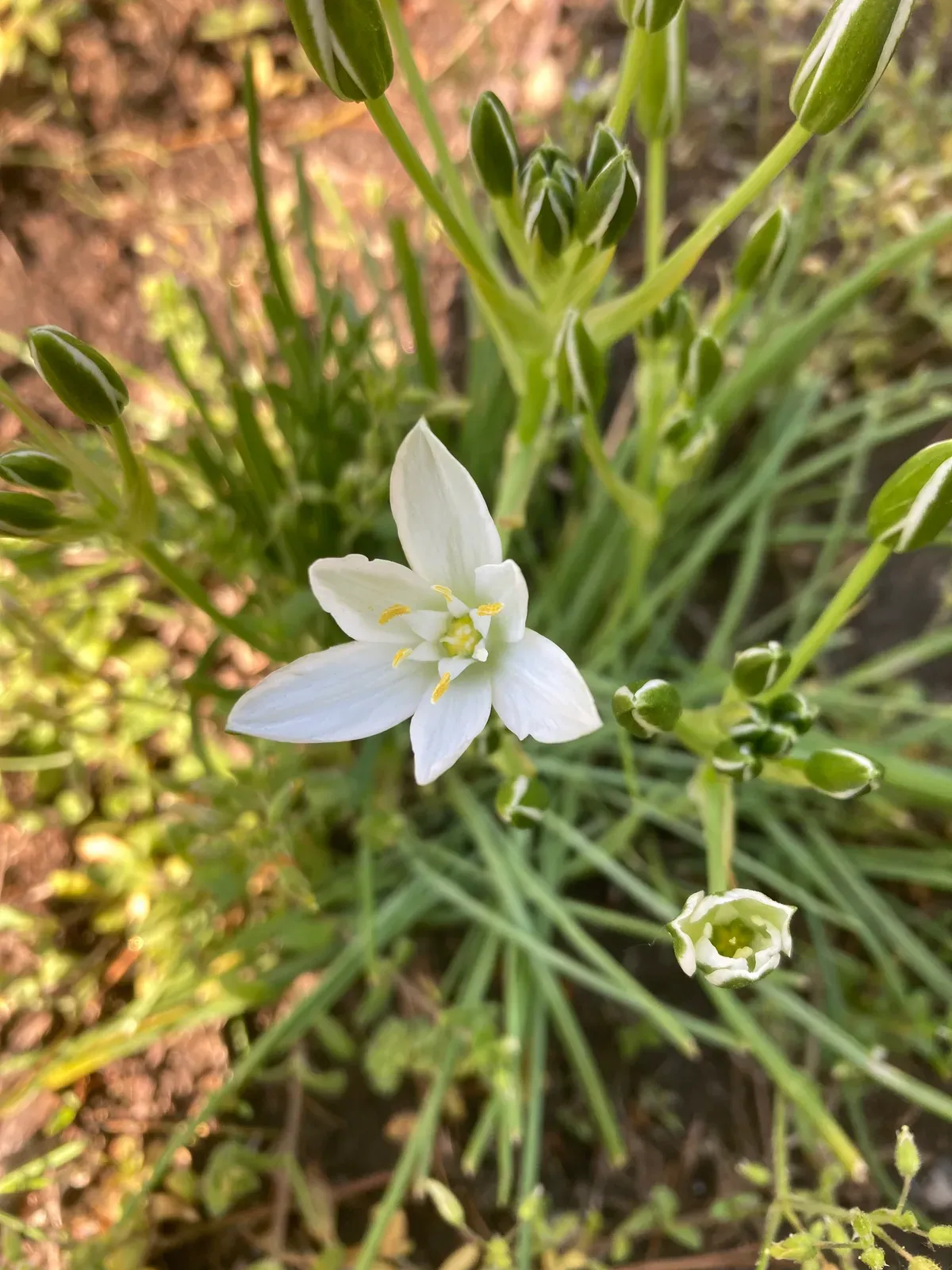 Star-of-Bethlehem Flower — botanical anatomy illustration