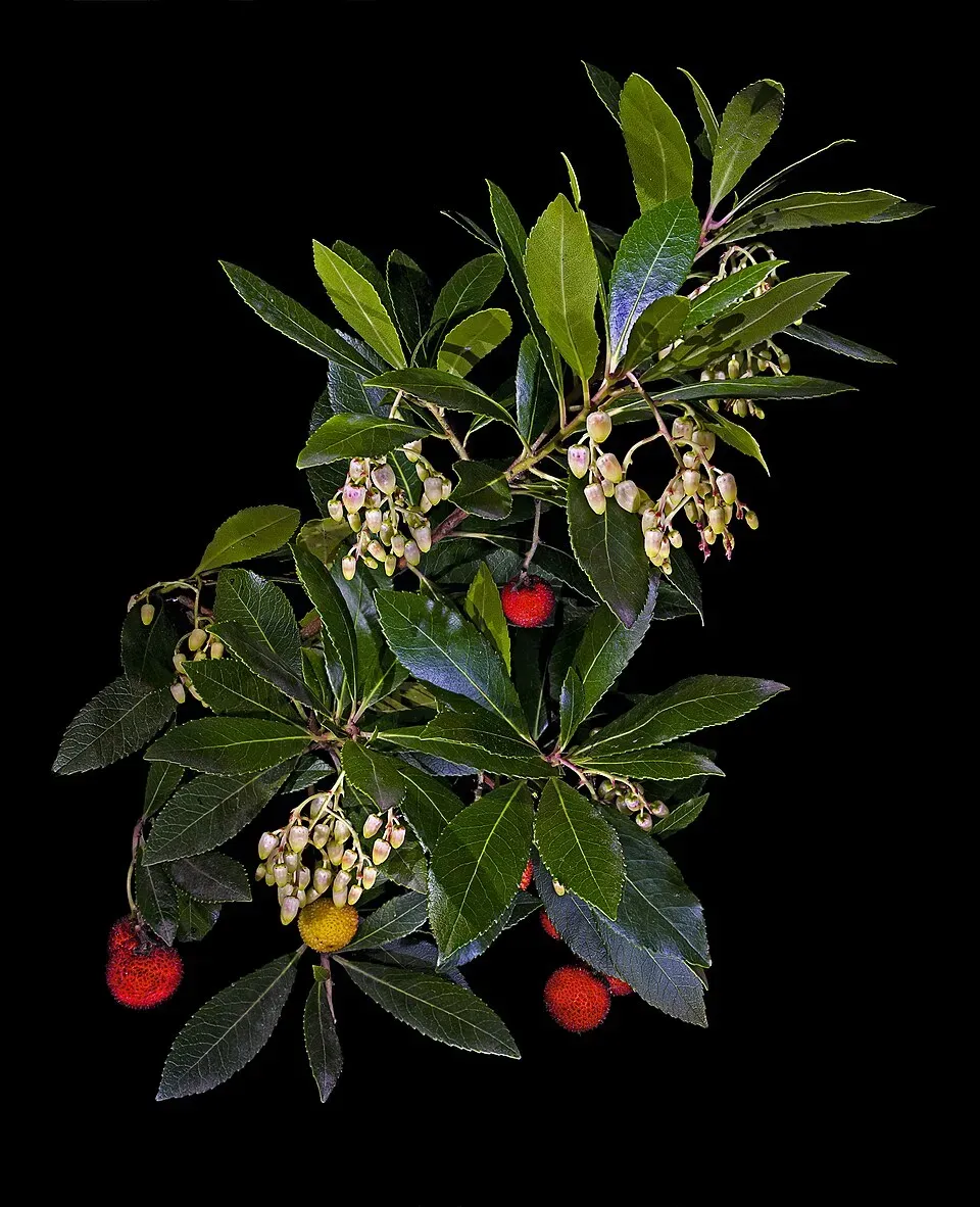 Strawberry Tree Flower — botanical anatomy illustration